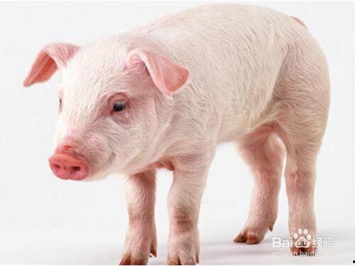 网红阿猪黑料是什么